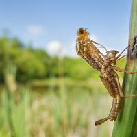 Large Red Damselfly emerging wideangle 1 